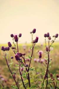Distant nature view