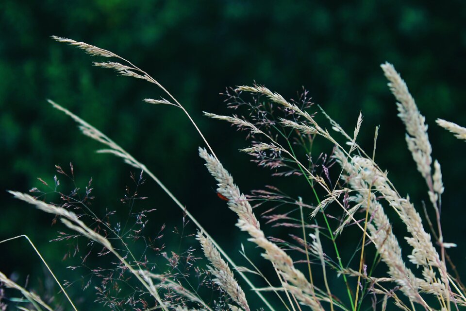 Wind blade of grass spring