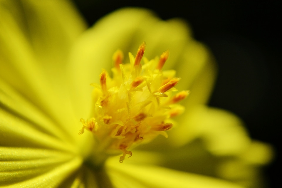 Center of a flower summer blossom