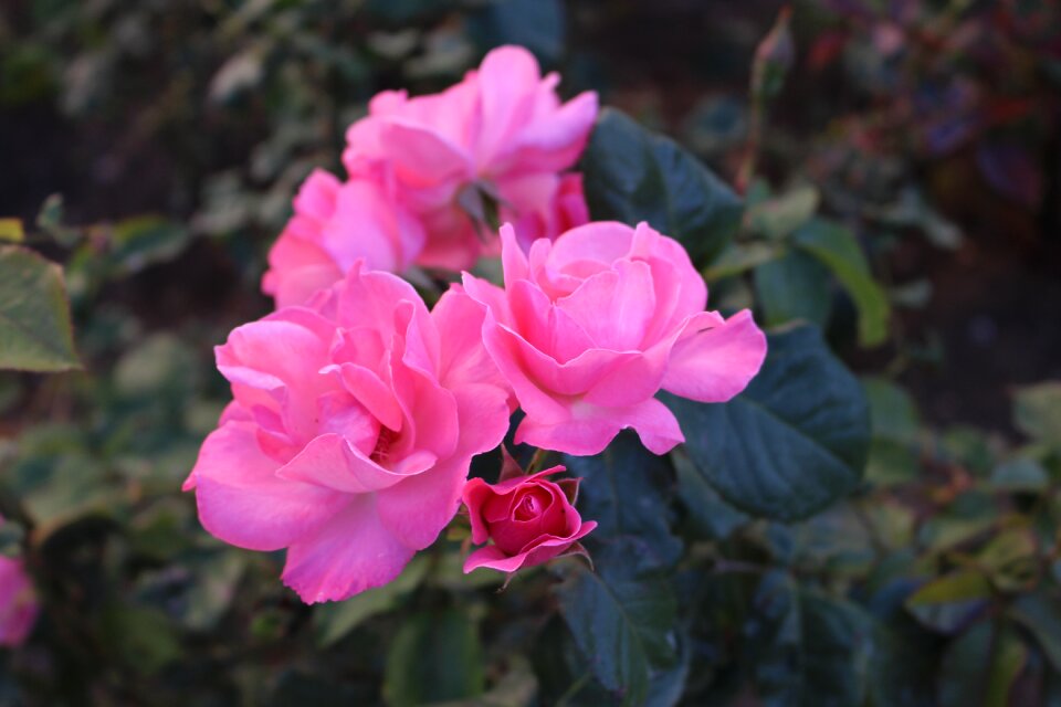 Tender rose beautiful flower nature