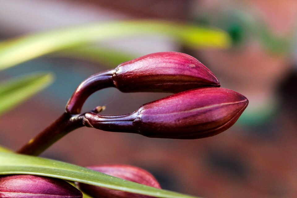 Plant garden spring
