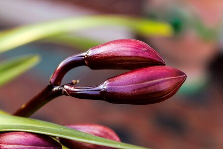 Plant garden spring