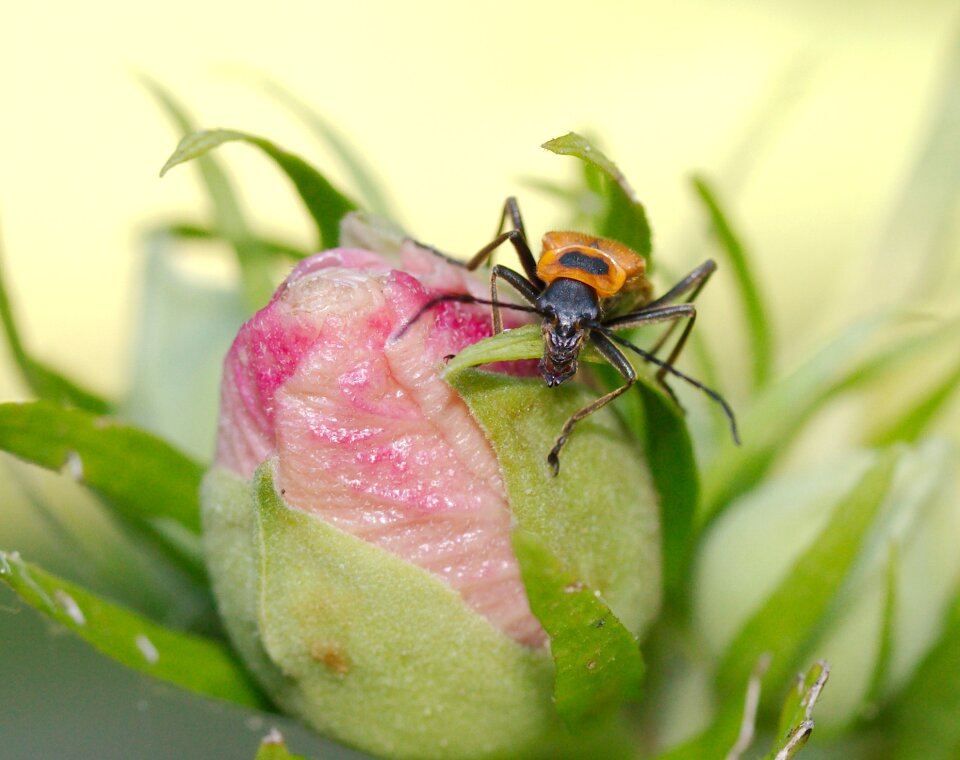Illinois insect nature