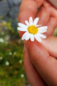 Macro flower garden
