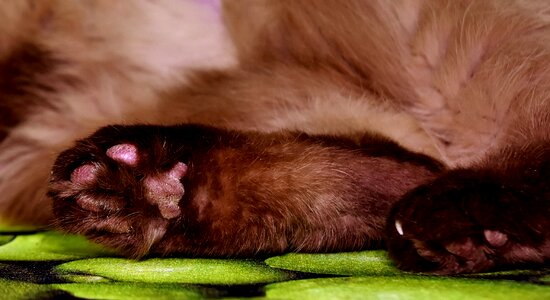 Domestic cat paw print cat