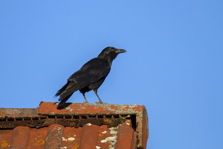 Raven crow bird photo