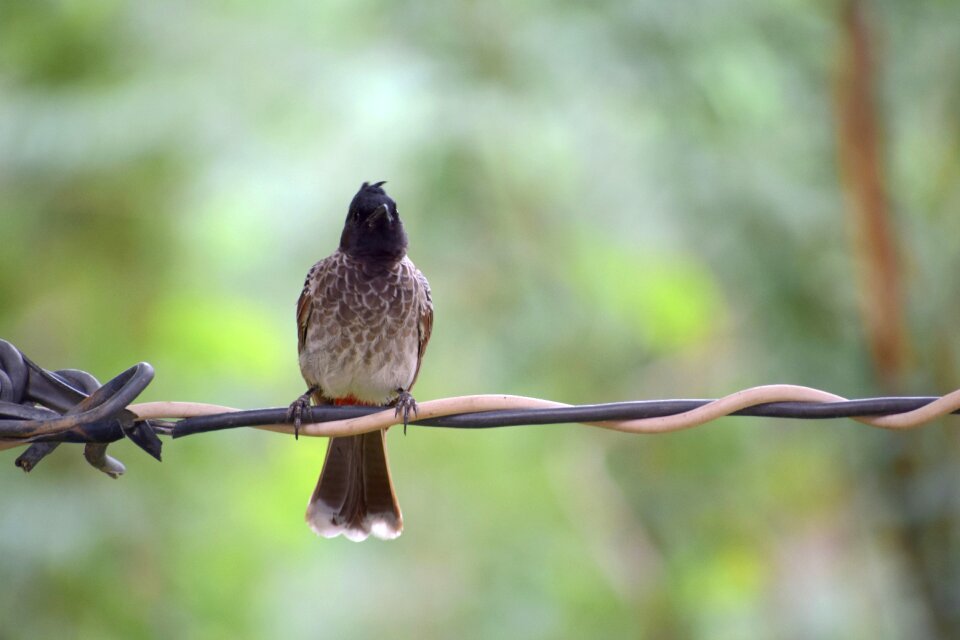 Feather wildlife animal