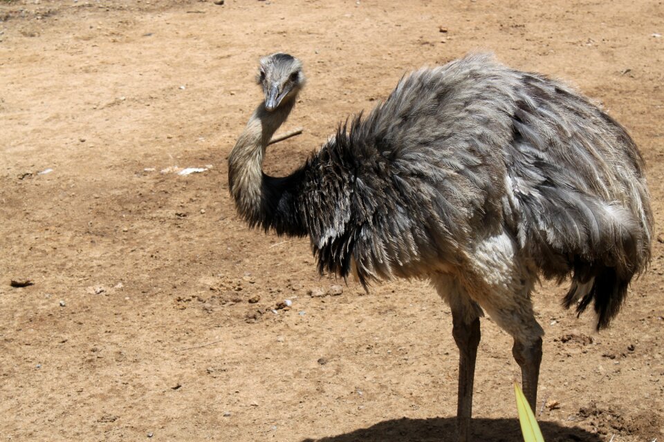 Land animal animals farm