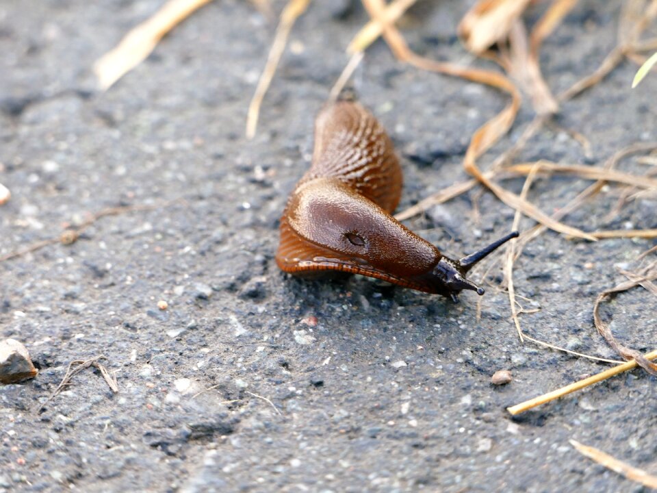 Brown fact snail invasive species