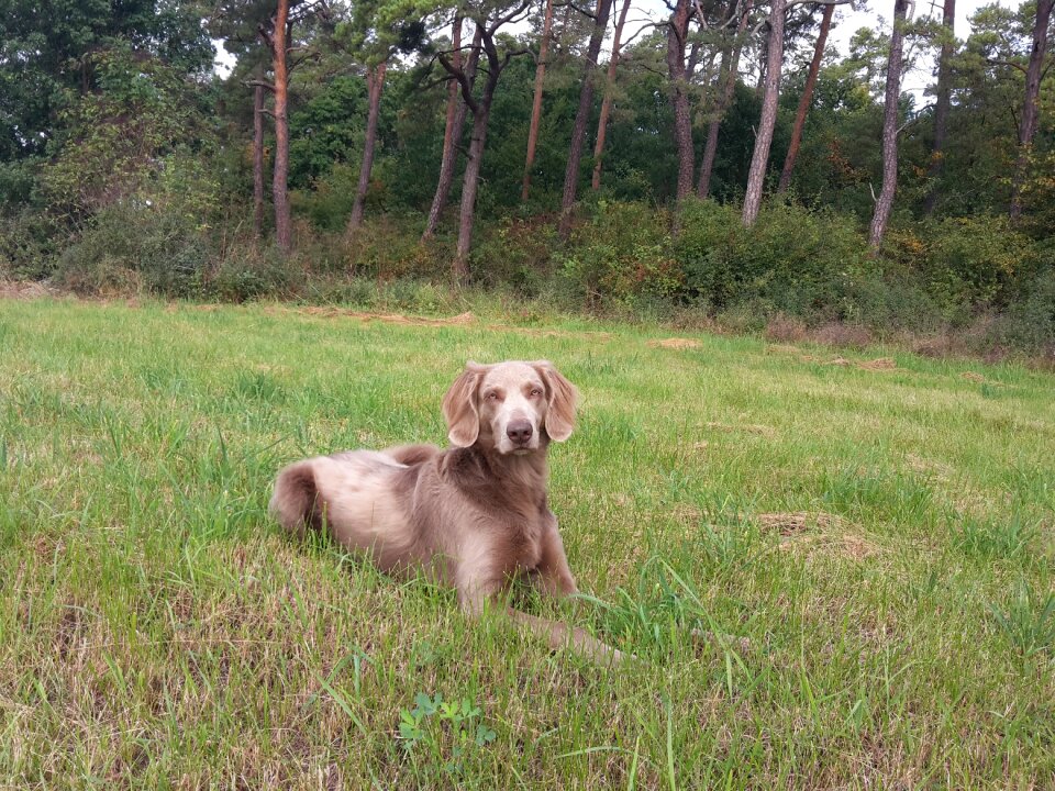 Meadow nature hunting dog