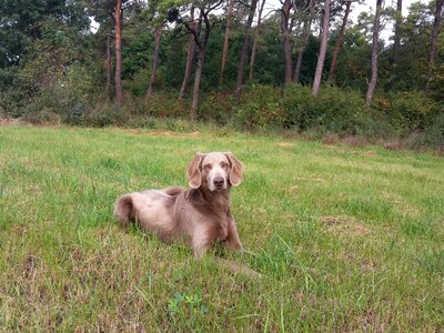 Meadow nature hunting dog photo