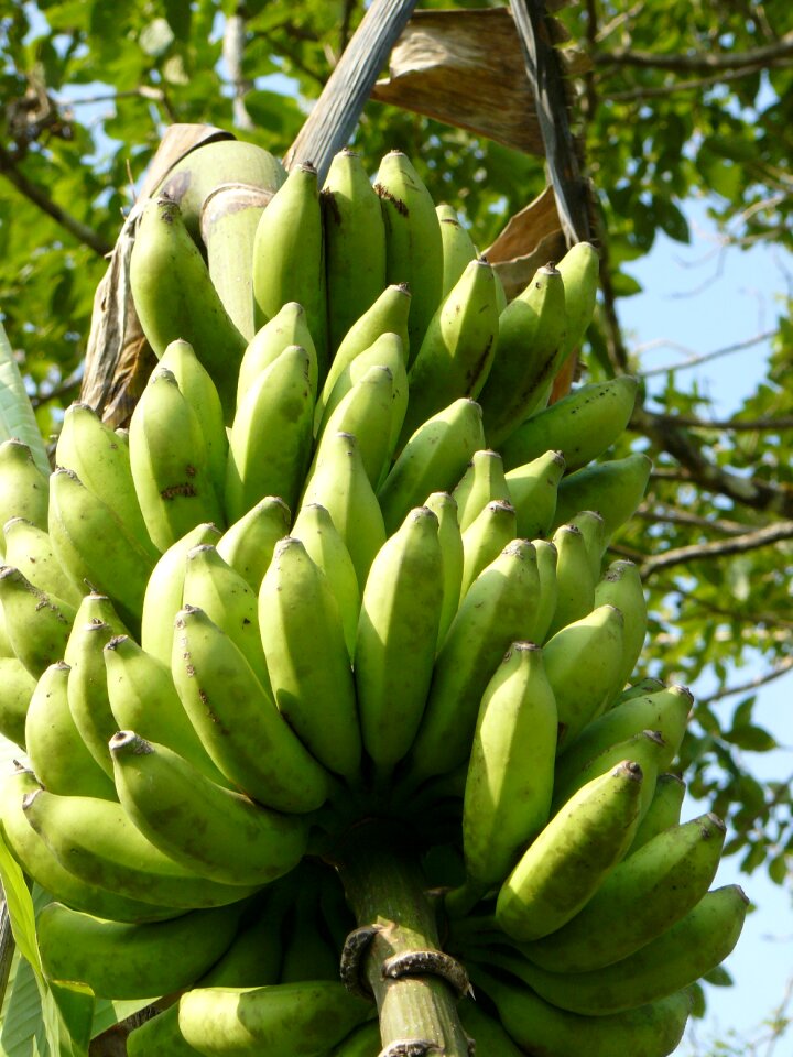 Food fruit fresh