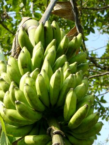 Food fruit fresh photo