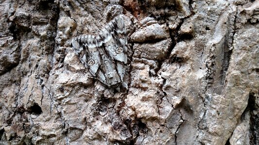 Camouflage bark insect
