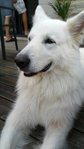 Dog animals i wanted to live with animals