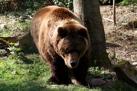 Nature brown bear wild animal photo