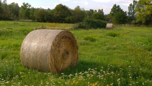 Straw hay bales round bales