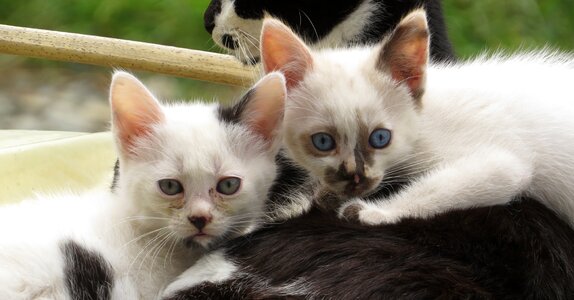 Domestic pets armenia