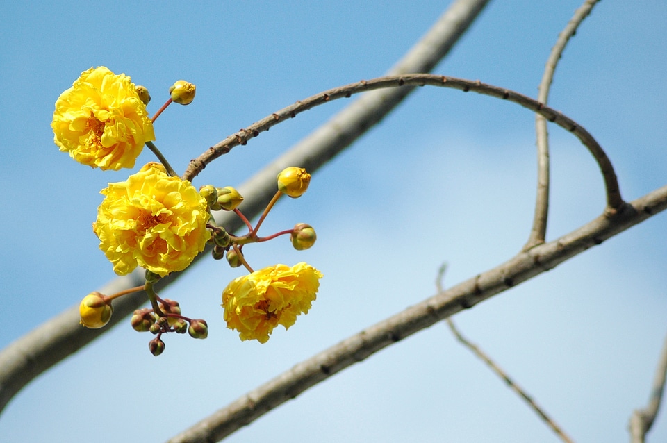 Branch outdoor yellow
