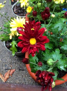 Red plant daisy