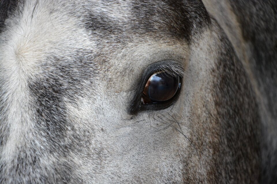 Profile horse eye look
