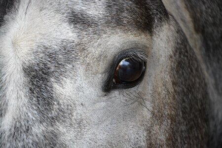 Profile horse eye look photo