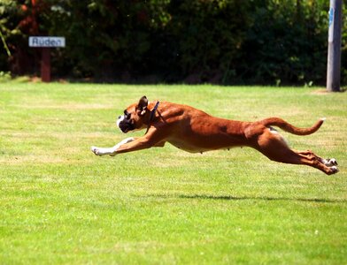 Boxer dogs rush race