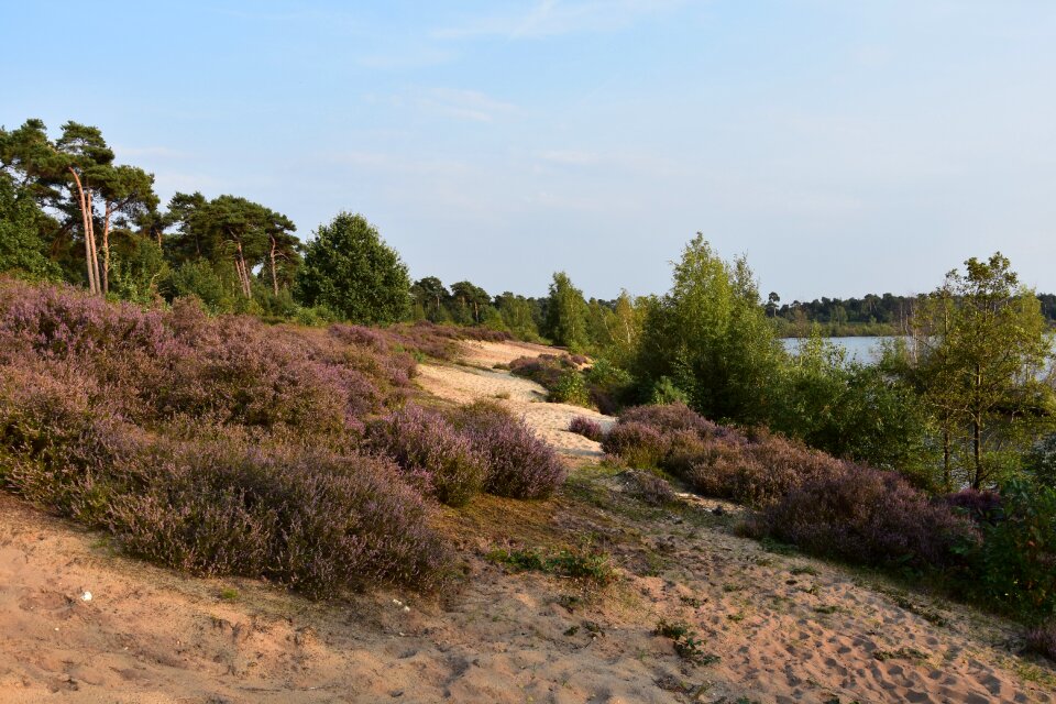 Netherlands limburg heide