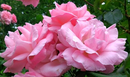 Flower floral nature