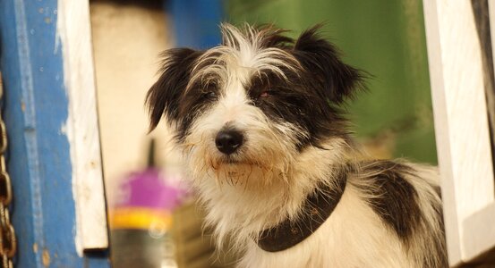 Animal canine domestic colombia photo