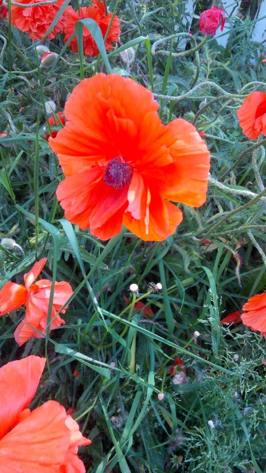 Poppy flower wildflower