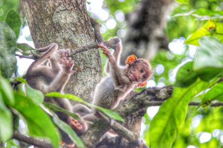 Wayanad monkeys