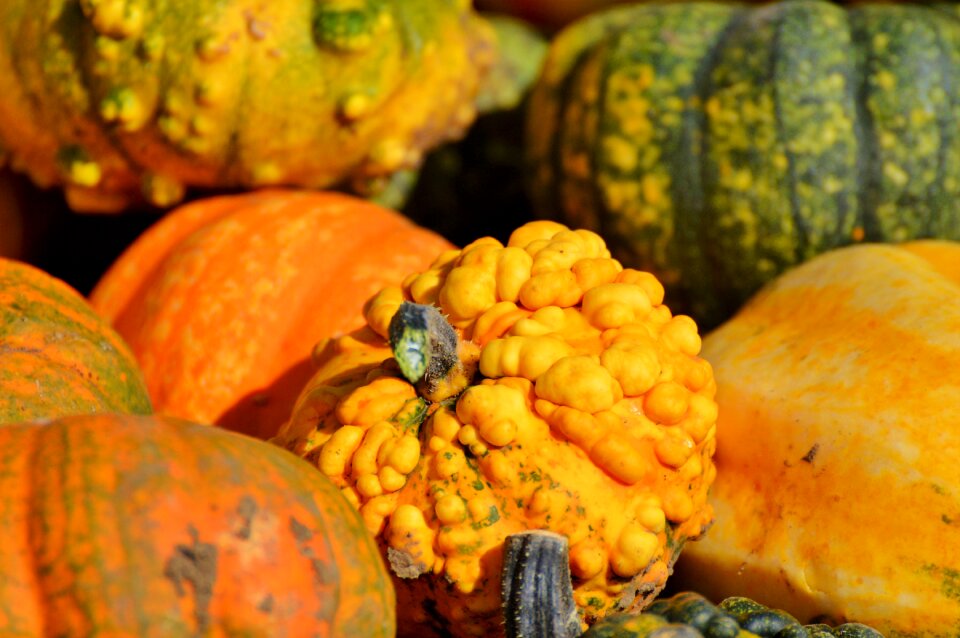Autumn cucurbita maxima choose