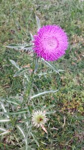 Bloom blossom nature