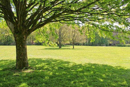 Meadow promenade nature