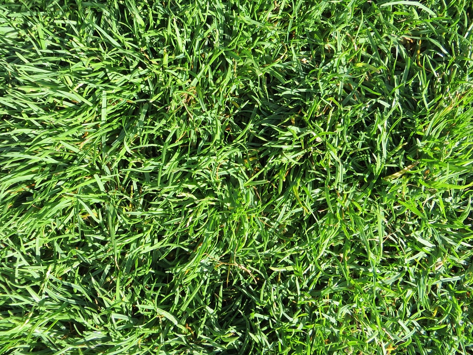 Meadow nature grasses