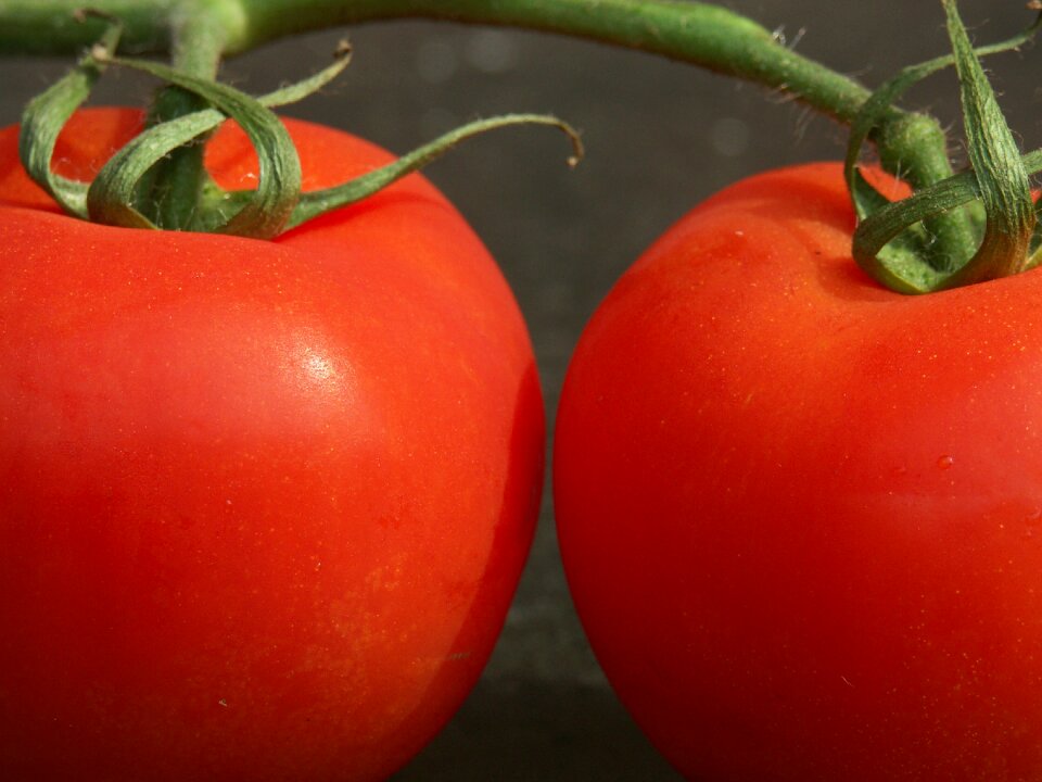 Fruit tomato red