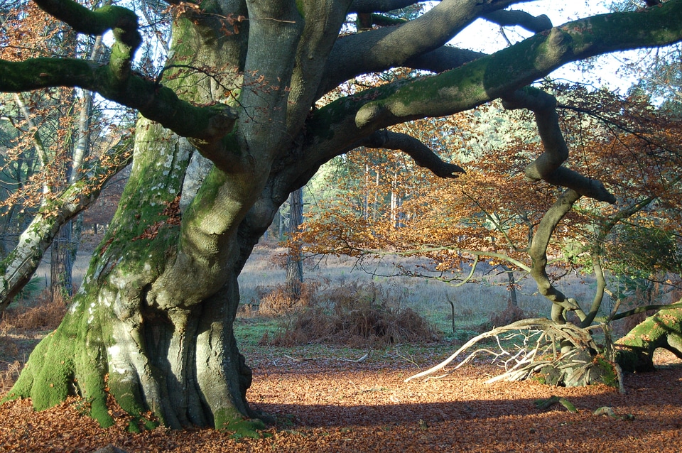 Autumn forest foliage