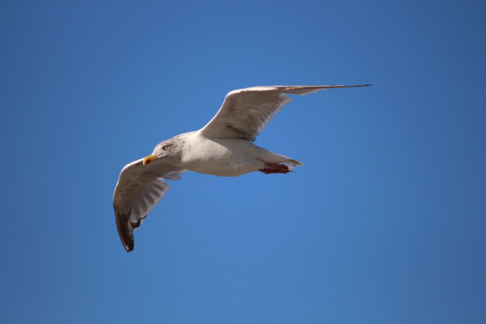 Water bird sea north sea