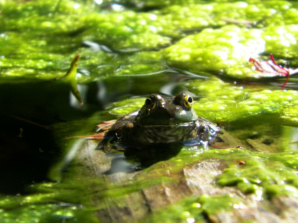 Amphibian wildlife wild