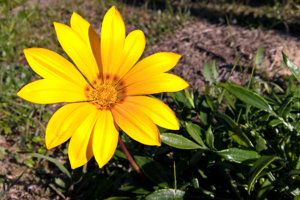 Yellow nature summer