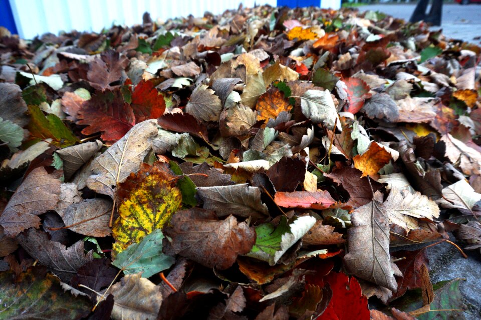 Autumn nature a bunch of