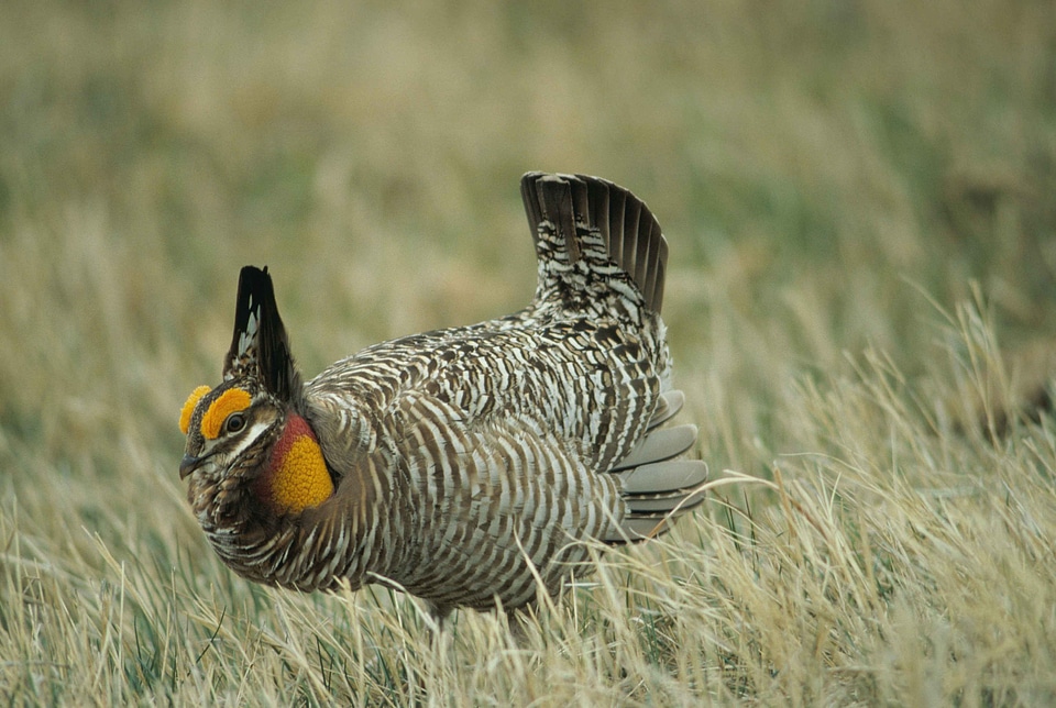 Prairie greater grouse photo