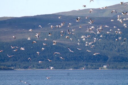 Nature a flock of birds sea