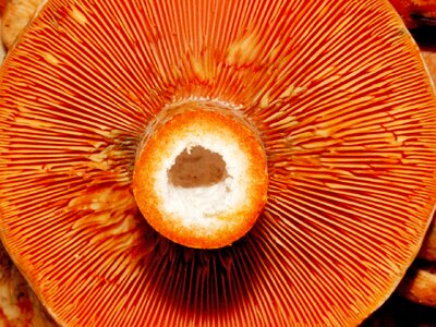 Rydz forest edible