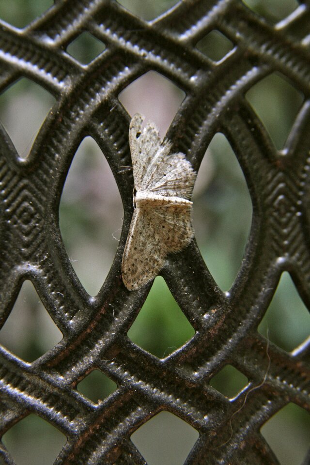 Grey grid decorative