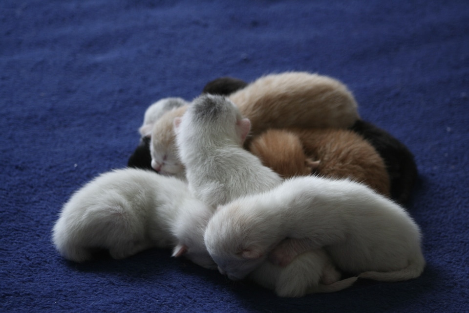 Kitten baby kitten baby cats