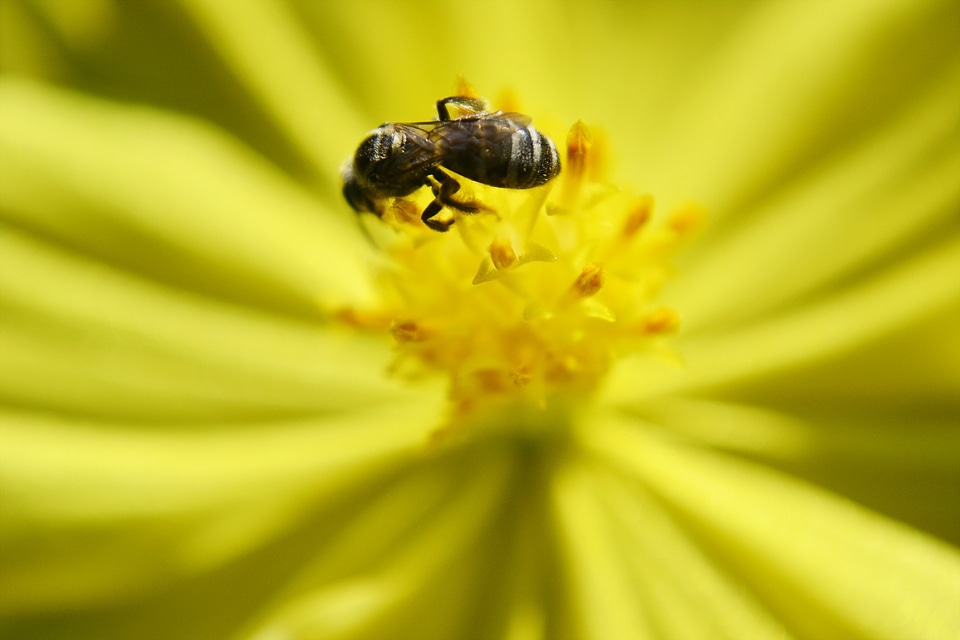 Flower nature insect