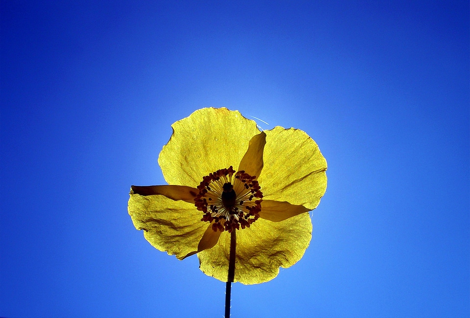 Blossom bloom poppy flower