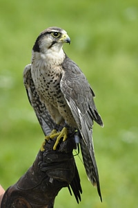 Falk gyr falcon animals